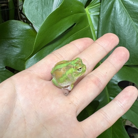 チャコガエル