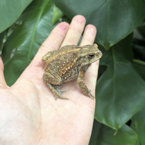 ミヤコヒキガエル
