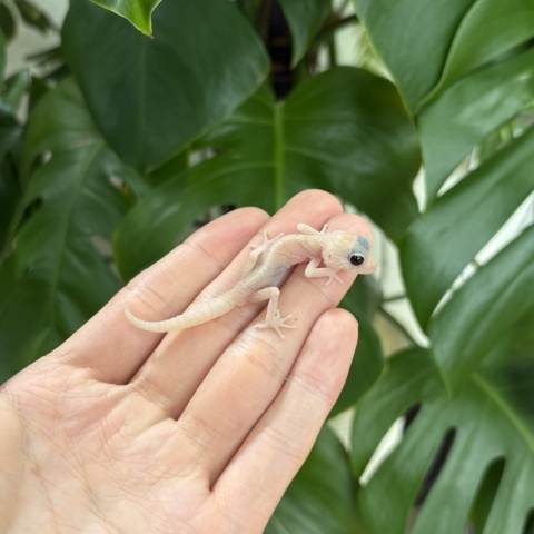 ソメワケササクレヤモリ（マルーンアイ）
