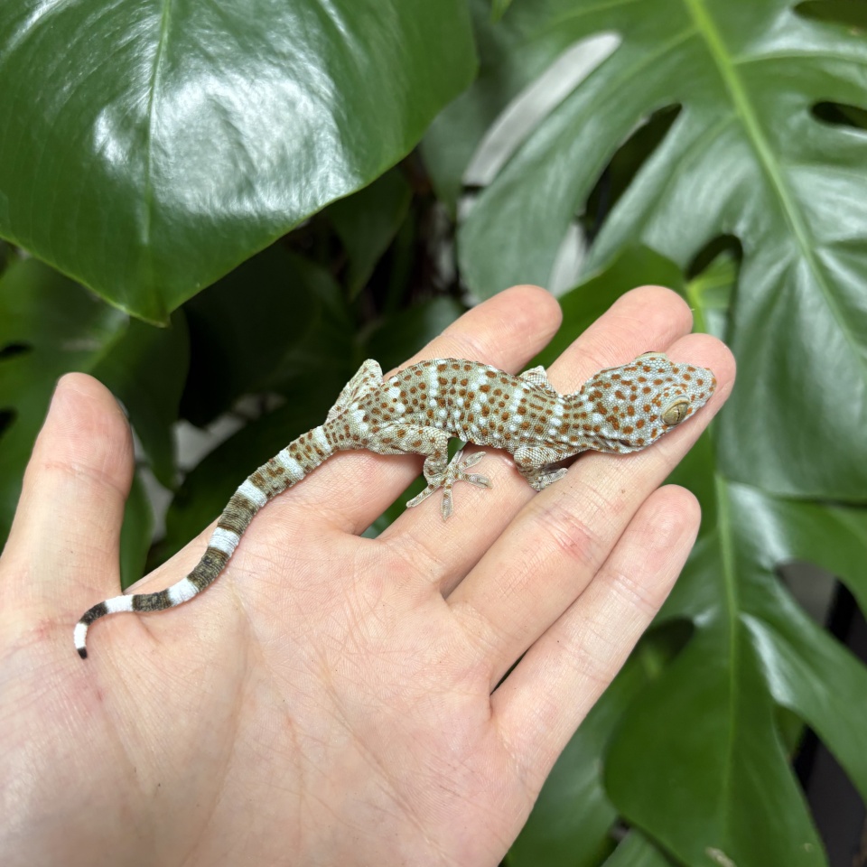 タイランドトッケイ(1)