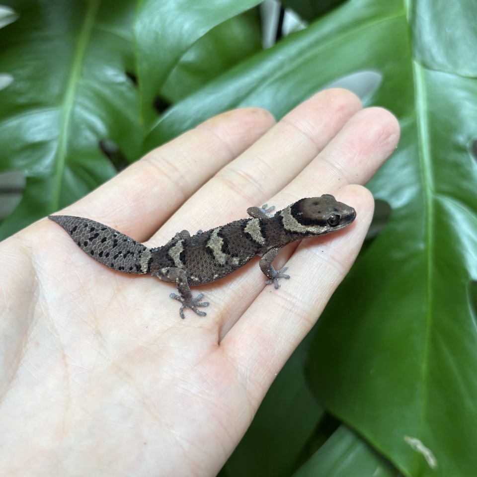 カタンガフトユビヤモリ(2)