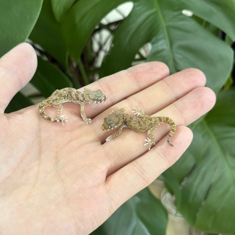 モーリタニアハリユビヤモリ