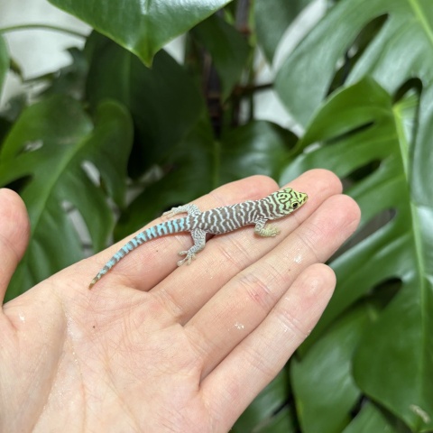 スタンディングヒルヤモリ