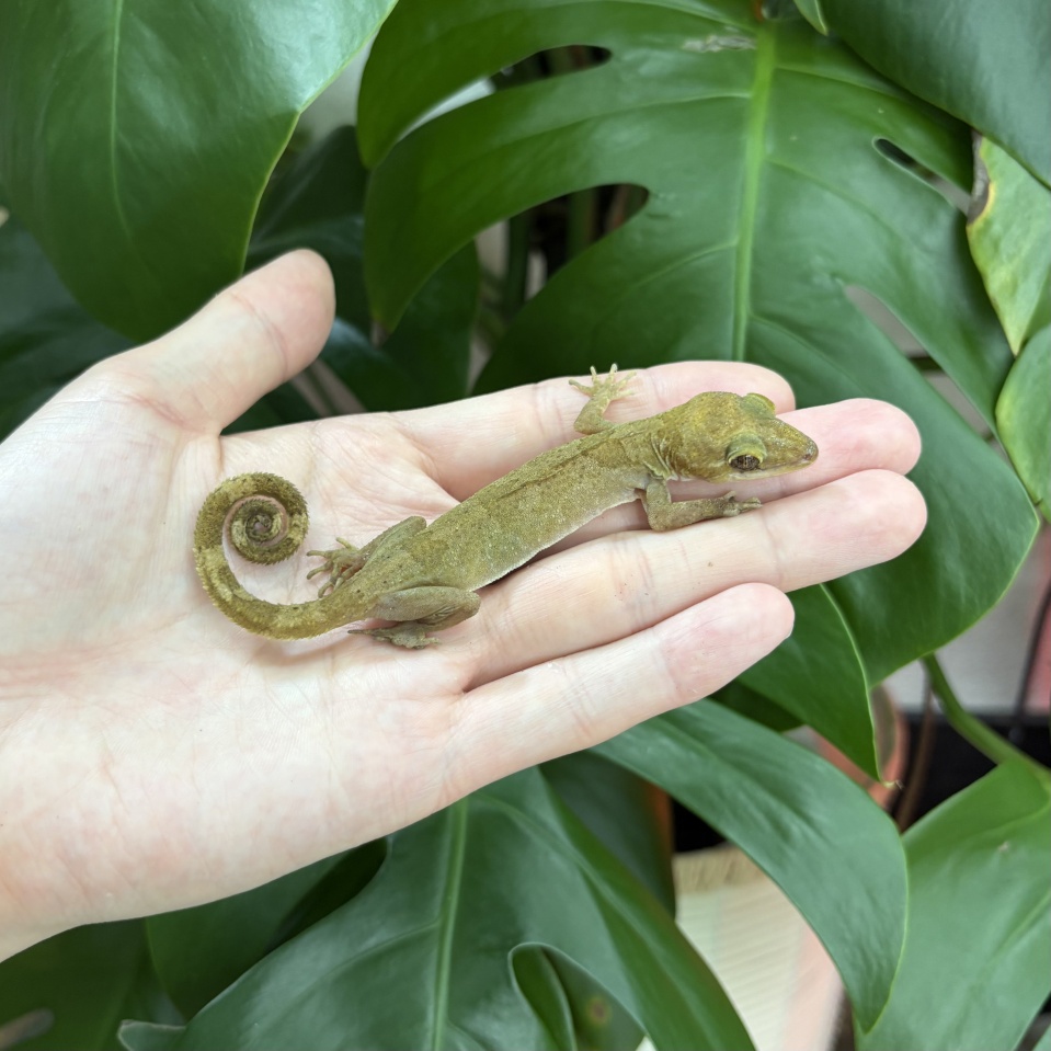 ミズカキホソユビヤモリ(1)