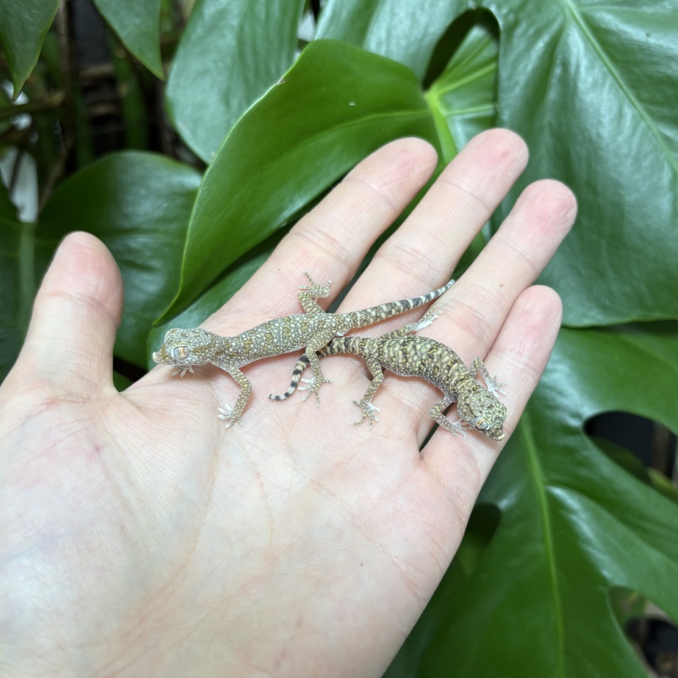 エレガンスボウユビヤモリ(1)