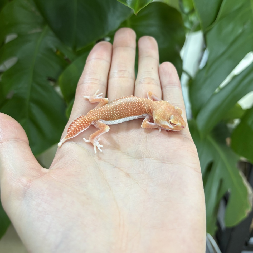ピルバラタマオヤモリ（パターンレスアルビノ）(1)