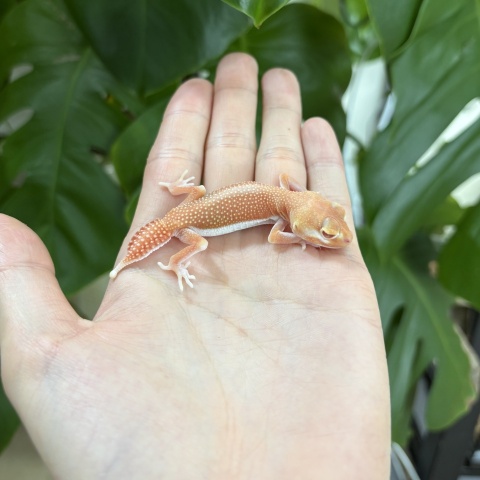 ピルバラタマオヤモリ（パターンレスアルビノ）