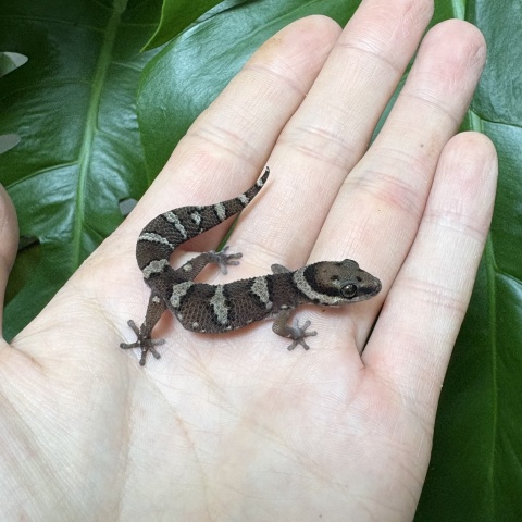 カタンガフトユビヤモリ