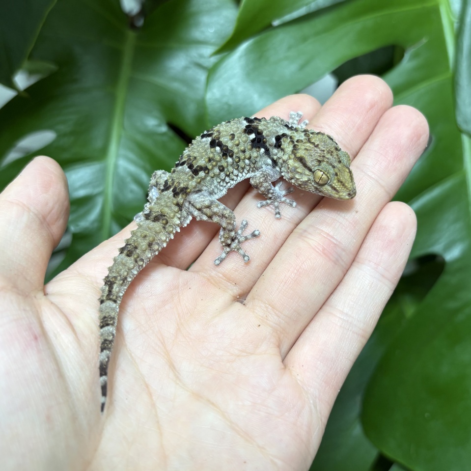 ターナーオオフトユビヤモリ(1)