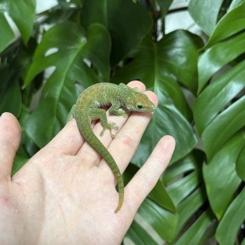 グランディスヒルヤモリ