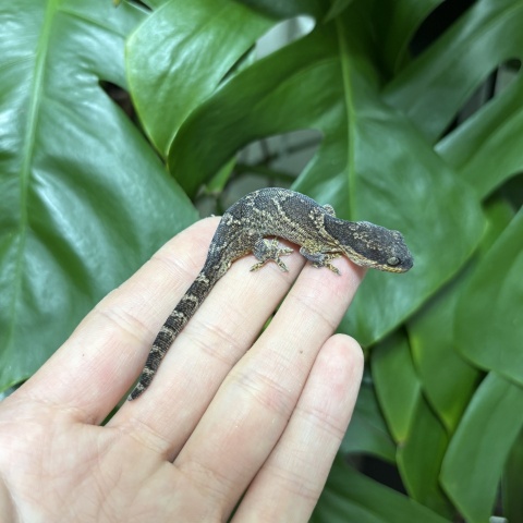 ヒガシアフリカネコツメヤモリ