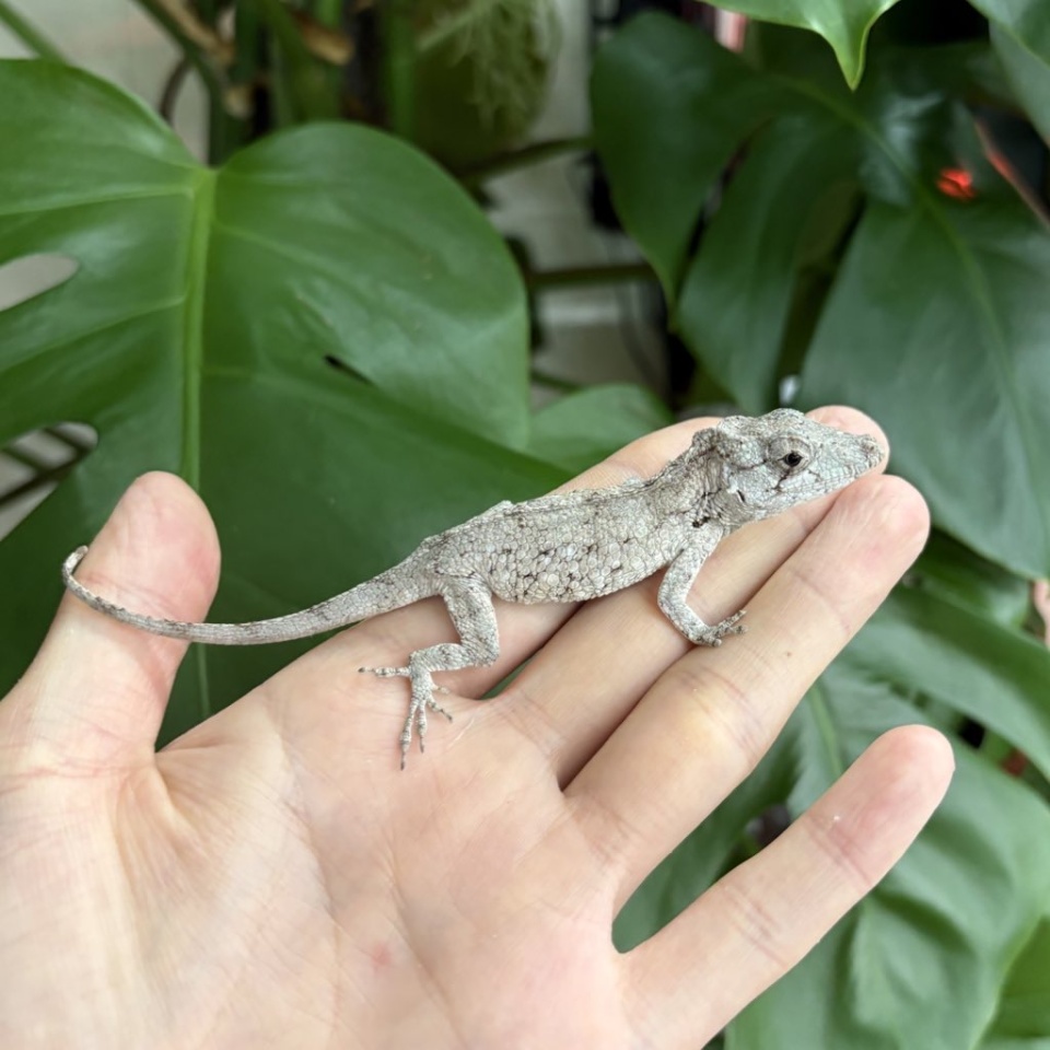 バルバータスカメレオンモドキ(2)
