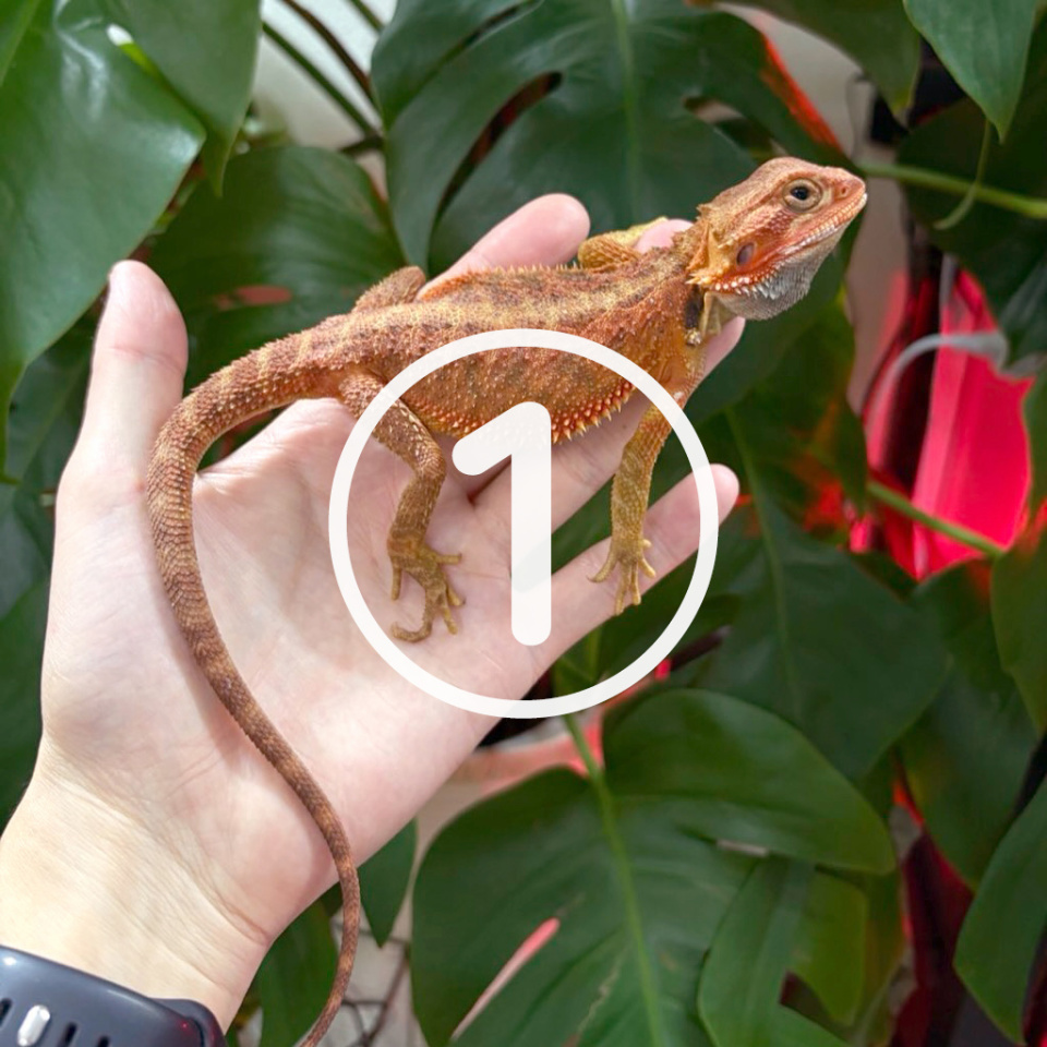 フトアゴヒゲトカゲ②(1)