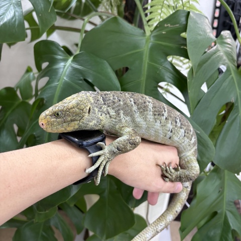 ソロモンオマキトカゲ