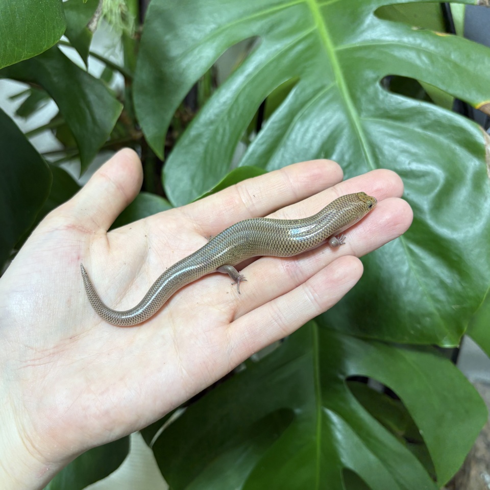 シボリミモダエトカゲ(1)