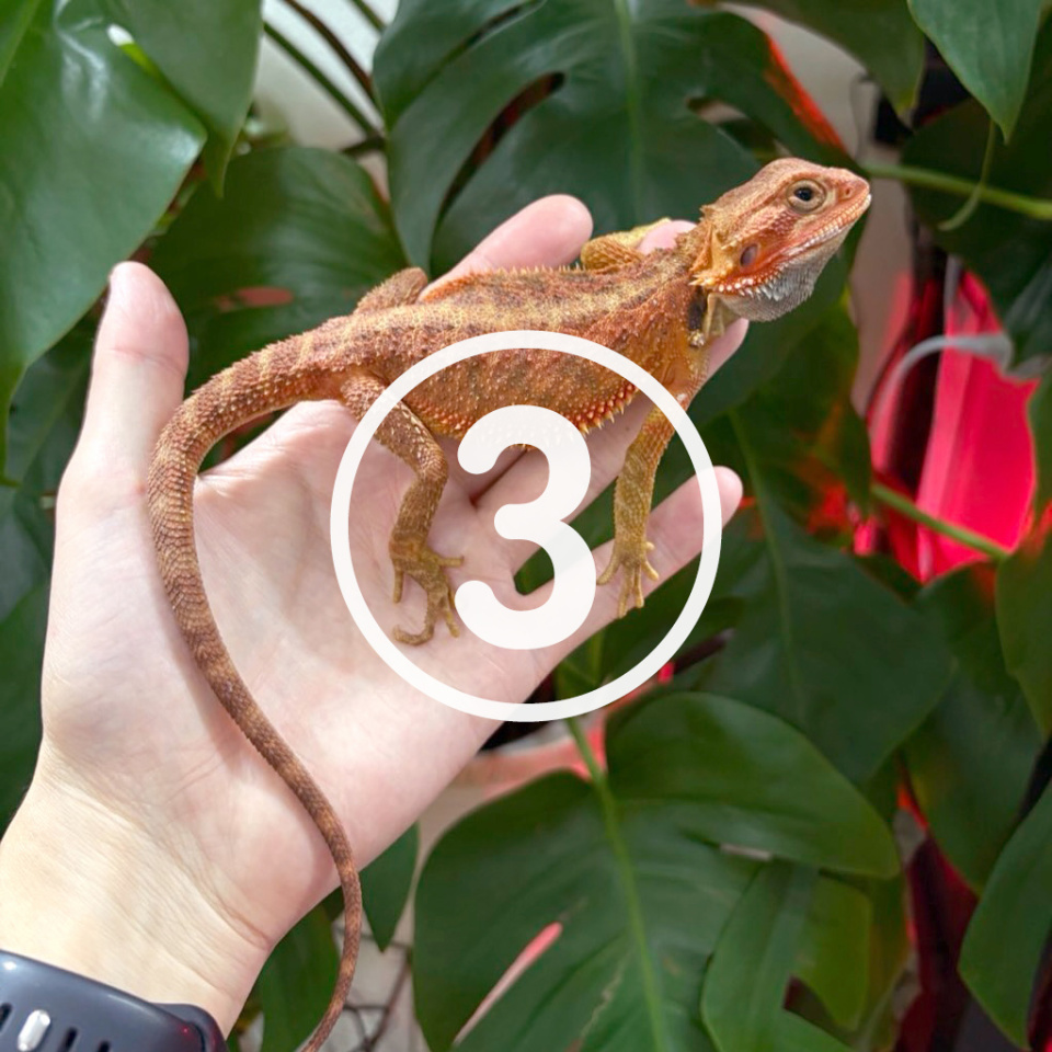 フトアゴヒゲトカゲ①(3)