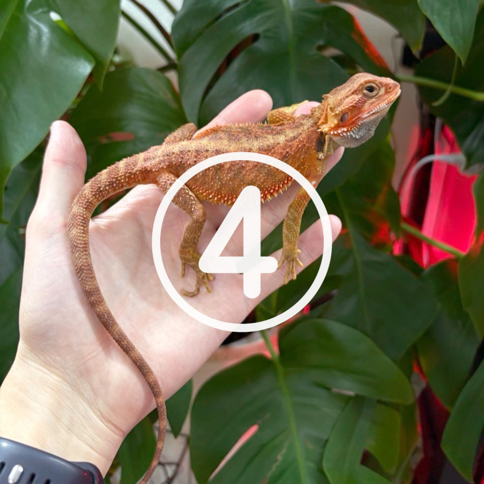 フトアゴヒゲトカゲ①(4)