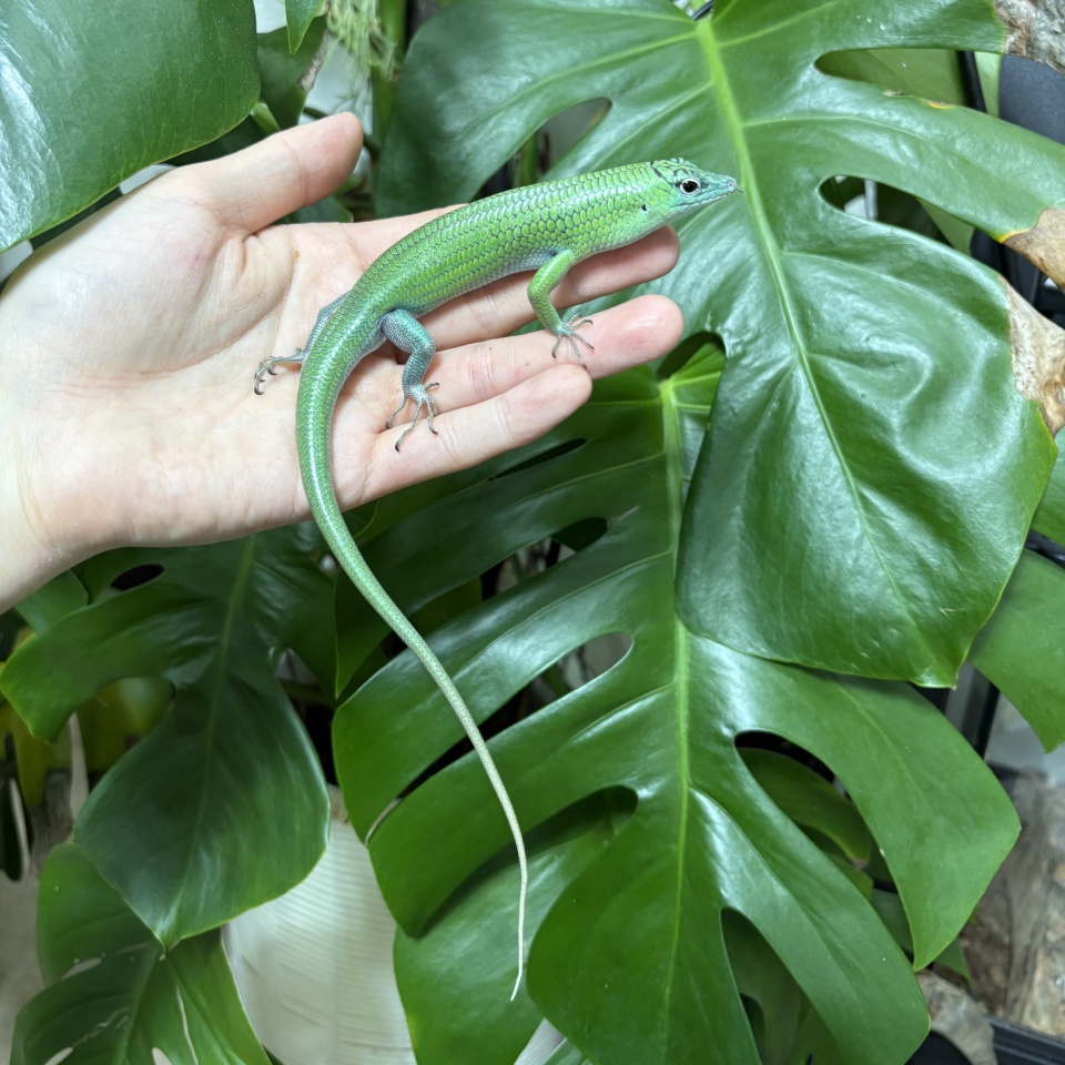 インドネシアミドリツヤトカゲ(1)
