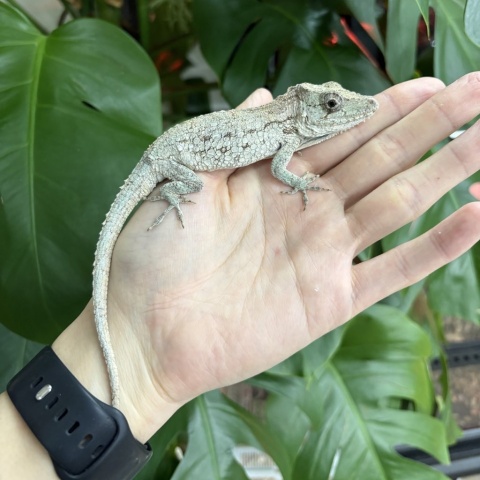 バルバータスカメレオンモドキ