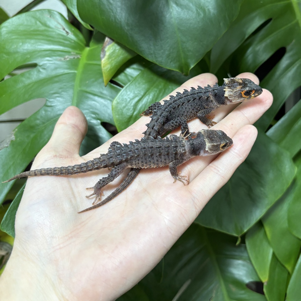 アカメカブトトカゲ(1)