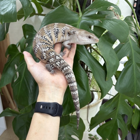キタアオジタトカゲ