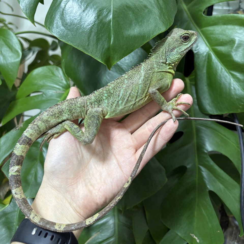 インドシナウォータードラゴン(2)