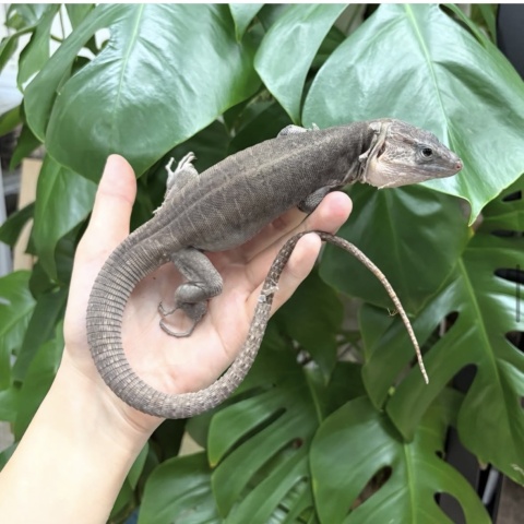 グランカナリアカナヘビ