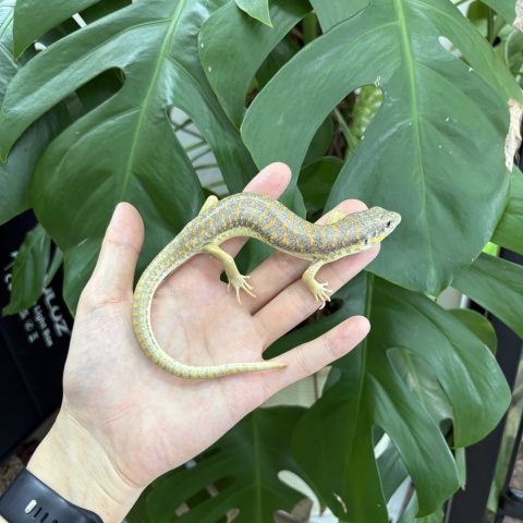 シュナイダースキンク