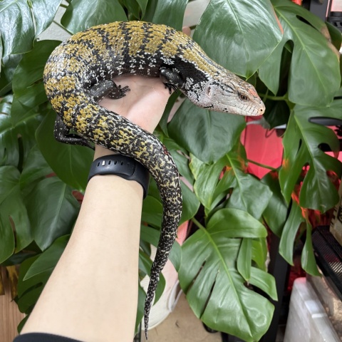 アンボンアオジタトカゲ