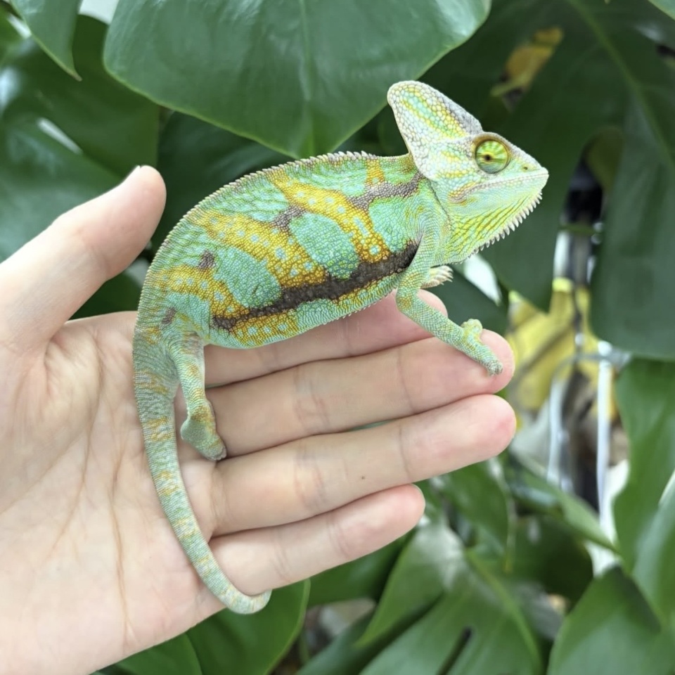 エボシカメレオン(1)