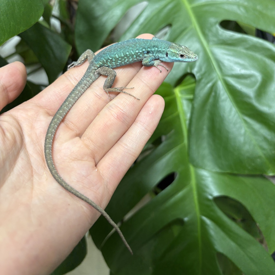 クレンメリーカベカナヘビ(1)