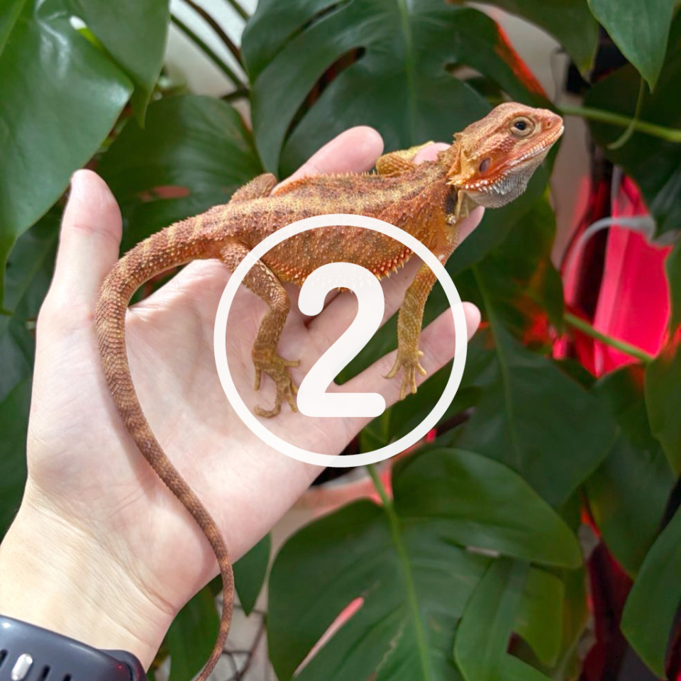 フトアゴヒゲトカゲ⑤(2)
