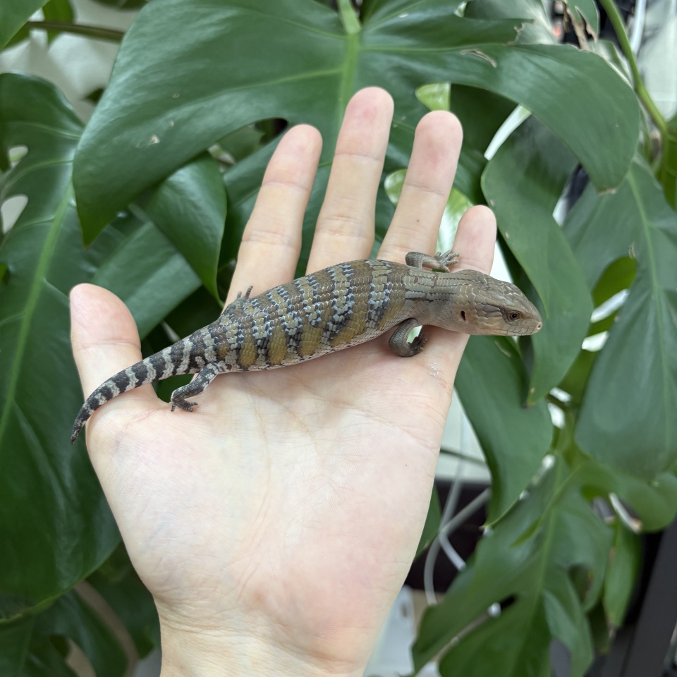 キタアオジタトカゲ No.2(1)