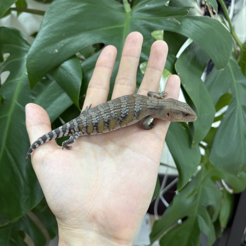 キタアオジタトカゲ No.2