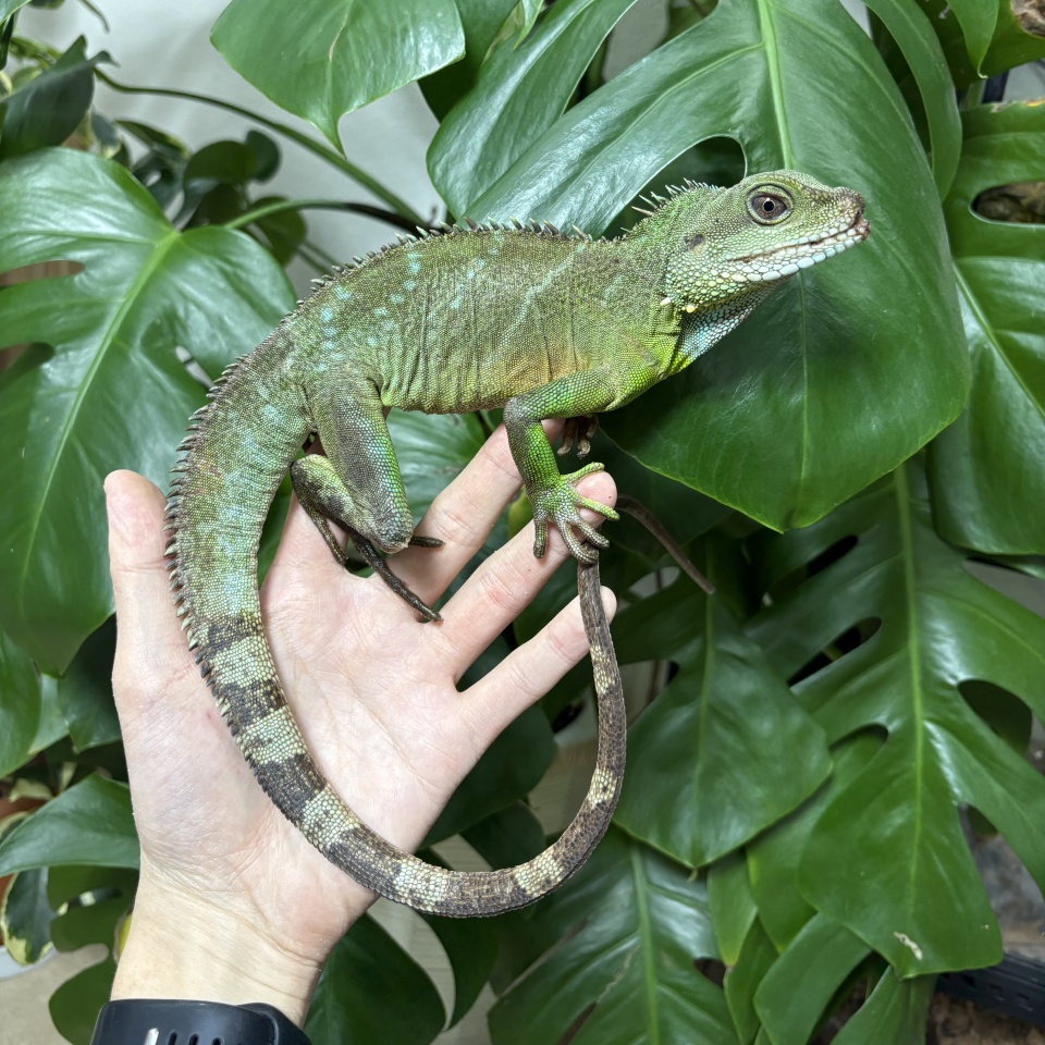 インドシナウォータードラゴン(1)