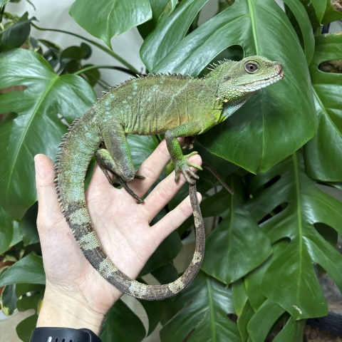 インドシナウォータードラゴン