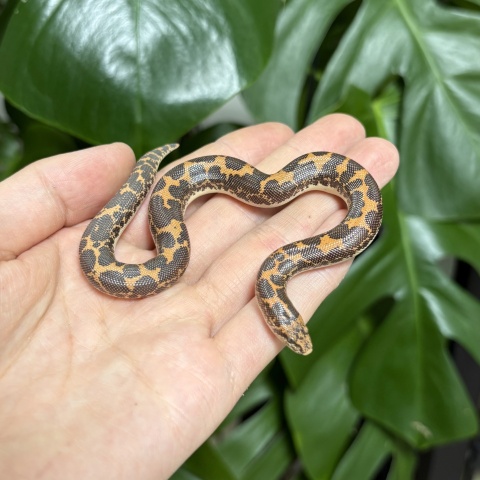 ケニアサンドボア