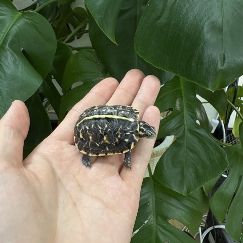フロリダハコガメ