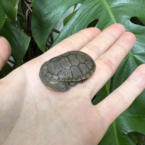 ジーベンロックナガクビガメ