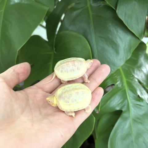 クサガメ（Tｰアルビノ）