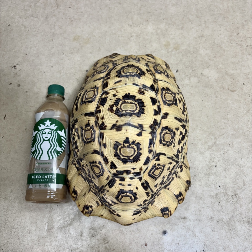 ヒョウモンリクガメ(1)