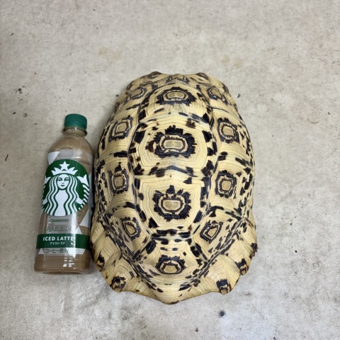 ヒョウモンリクガメ