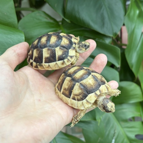 マルギナータリクガメ